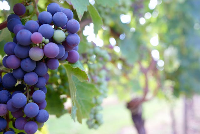 do penedès