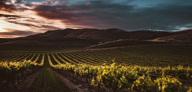 do penedès