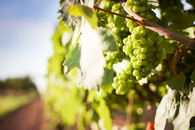 visitar la do penedès