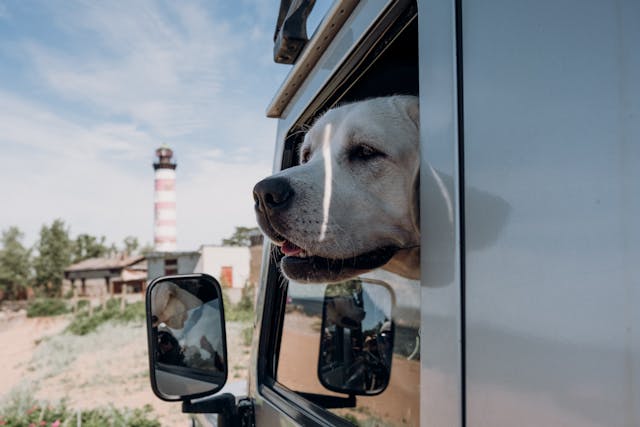 vacaciones con perro