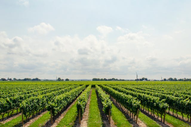visitar la do penedès